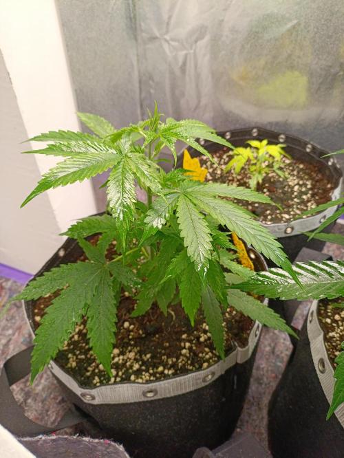 GROWBOX 4 (17.+18.+19.+20.+21.). Week 5 - Tag 30