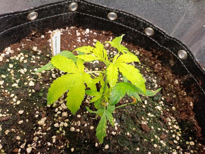 GROWBOX 4 (17.+18.+19.+20.+21.). Week 5 - Tag 30 ... sie scheint wohl übern Berg zu sein! Die kleine wird noch groß...