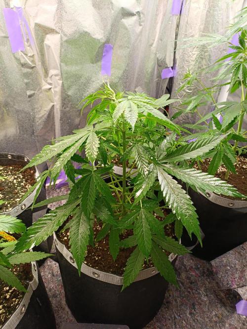 GROWBOX 4 (17.+18.+19.+20.+21.). Week 5 - Tag 30