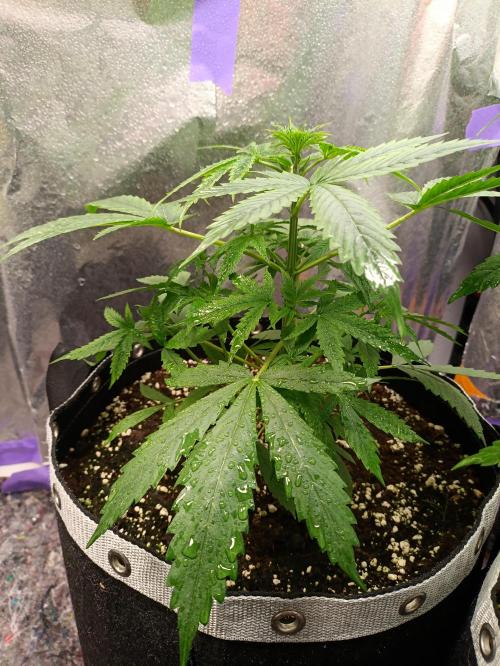 GROWBOX 4 (17.+18.+19.+20.+21.). Week 5 - Tag 30