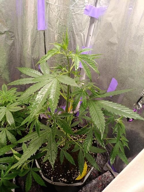 GROWBOX 4 (17.+18.+19.+20.+21.). Week 5 - Tag 30