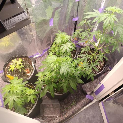 GROWBOX 4 (17.+18.+19.+20.+21.). Week 5 - Tag 33
