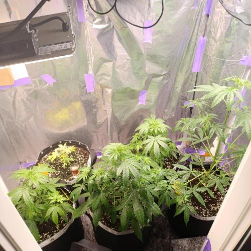GROWBOX 4 (17.+18.+19.+20.+21.). Week 5 - Tag 33