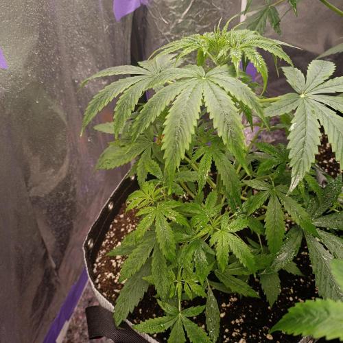 GROWBOX 4 (17.+18.+19.+20.+21.). Week 5 - Tag 33