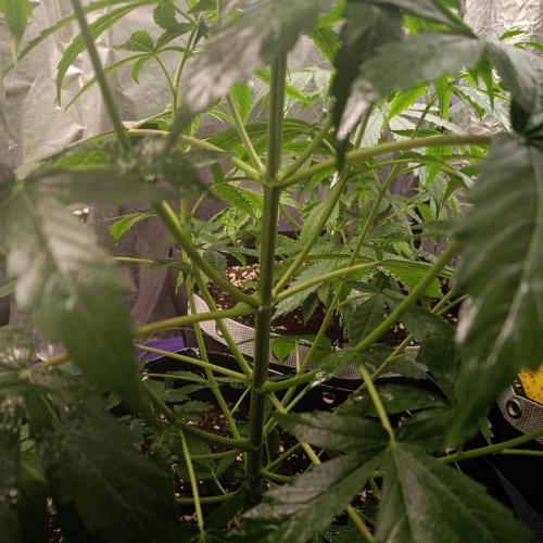 GROWBOX 4 (17.+18.+19.+20.+21.). Week 5 - Tag 33