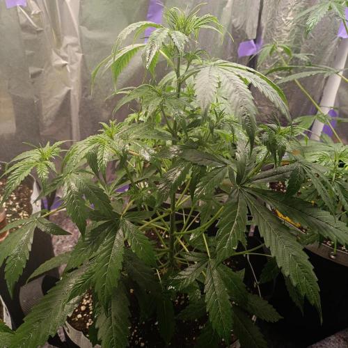GROWBOX 4 (17.+18.+19.+20.+21.). Week 5 - Tag 33