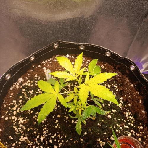 GROWBOX 4 (17.+18.+19.+20.+21.). Week 5 - Tag 33