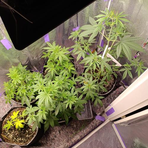 GROWBOX 4 (17.+18.+19.+20.+21.). Week 5 - Tag 35