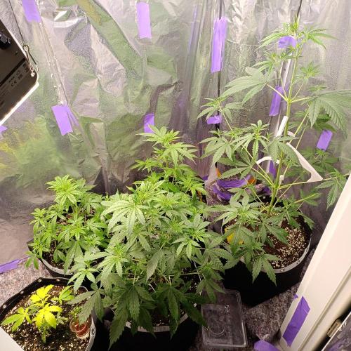 GROWBOX 4 (17.+18.+19.+20.+21.). Week 5 - Tag 35