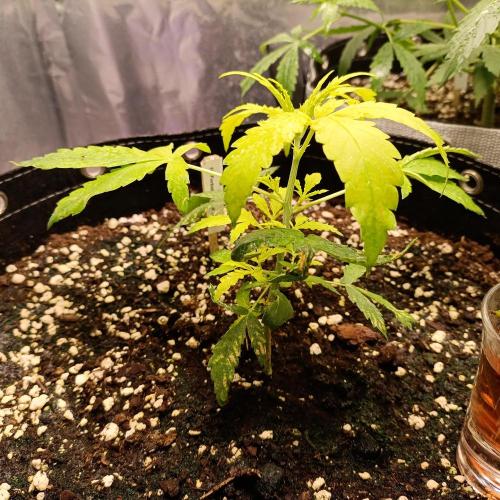 GROWBOX 4 (17.+18.+19.+20.+21.). Week 5 - Tag 35