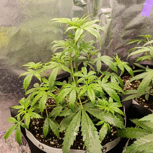 GROWBOX 4 (17.+18.+19.+20.+21.). Week 5 - Tag 35
