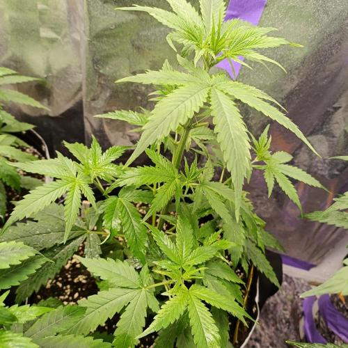 GROWBOX 4 (17.+18.+19.+20.+21.). Week 5 - Tag 35