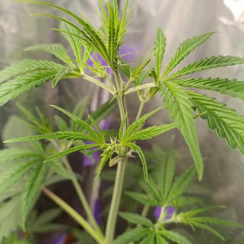 GROWBOX 4 (17.+18.+19.+20.+21.). Week 5 - Tag 35
