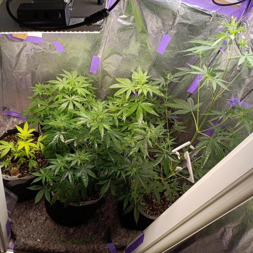 GROWBOX 4 (17.+18.+19.+20.+21.). Week 6 - Tag 37