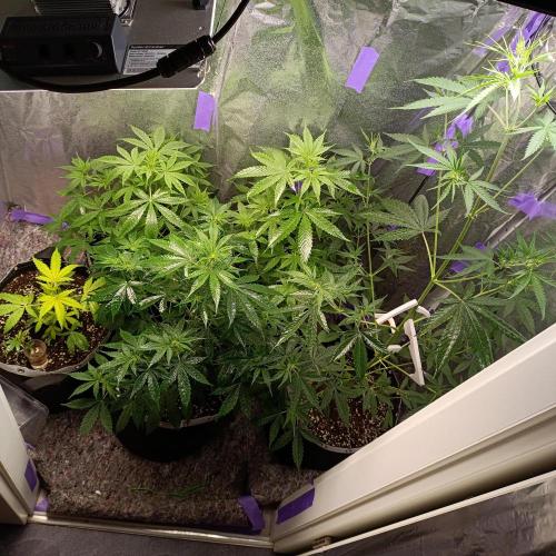 GROWBOX 4 (17.+18.+19.+20.+21.). Week 6 - Tag 37