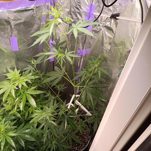 GROWBOX 4 (17.+18.+19.+20.+21.). Week 6 - Tag 37