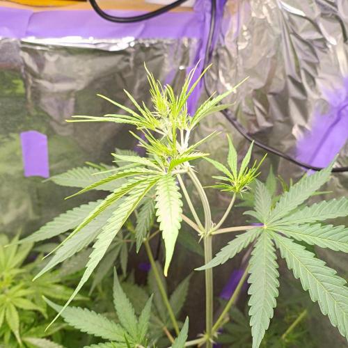 GROWBOX 4 (17.+18.+19.+20.+21.). Week 6 - Tag 37