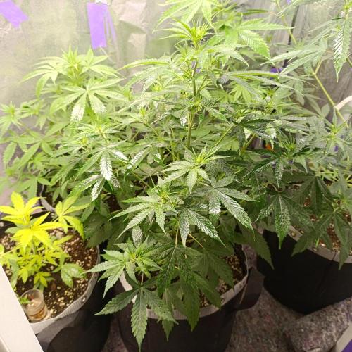 GROWBOX 4 (17.+18.+19.+20.+21.). Week 6 - Tag 37