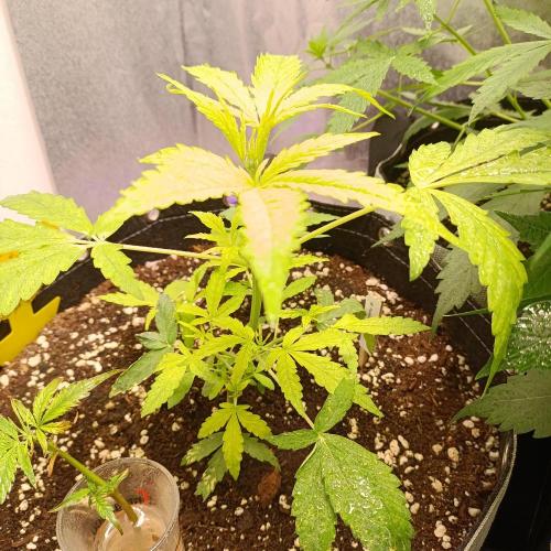 GROWBOX 4 (17.+18.+19.+20.+21.). Week 6 - Tag 37