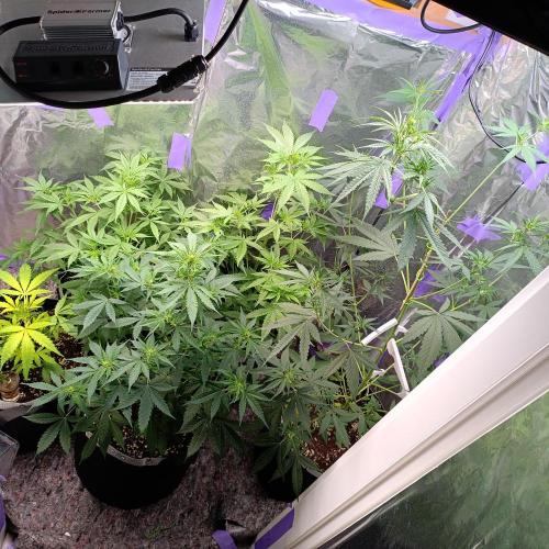 GROWBOX 4 (17.+18.+19.+20.+21.). Week 6 - Tag 40