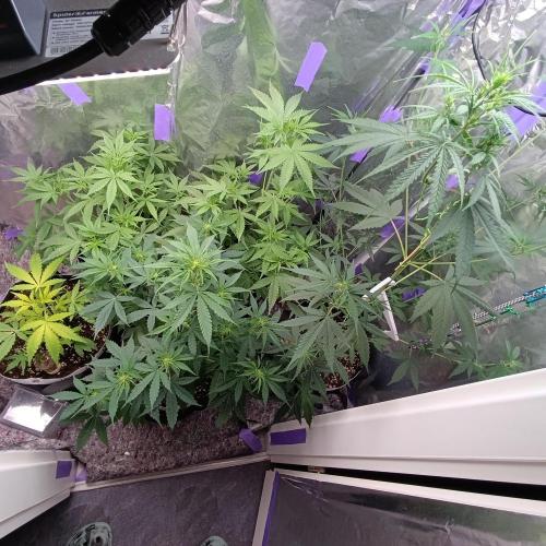 GROWBOX 4 (17.+18.+19.+20.+21.). Week 6 - Tag 40