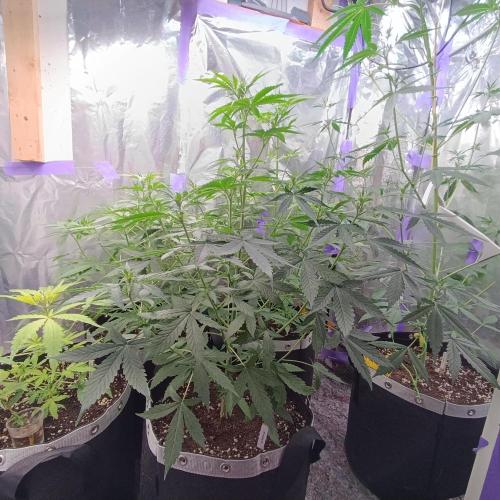 GROWBOX 4 (17.+18.+19.+20.+21.). Week 6 - Tag 40