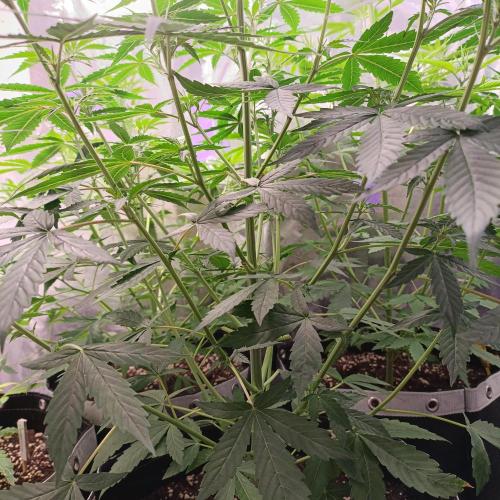 GROWBOX 4 (17.+18.+19.+20.+21.). Week 6 - Tag 40