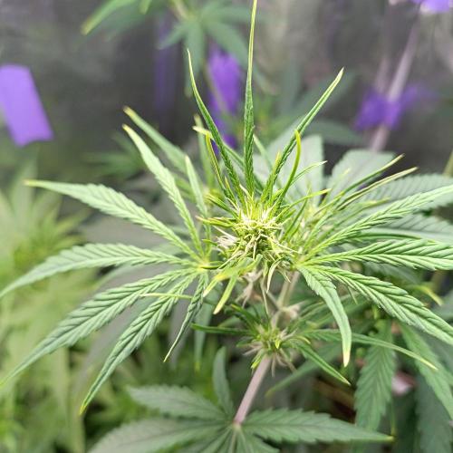 GROWBOX 4 (17.+18.+19.+20.+21.). Week 6 - Tag 40