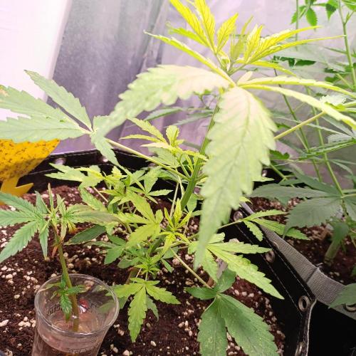 GROWBOX 4 (17.+18.+19.+20.+21.). Week 6 - Tag 40