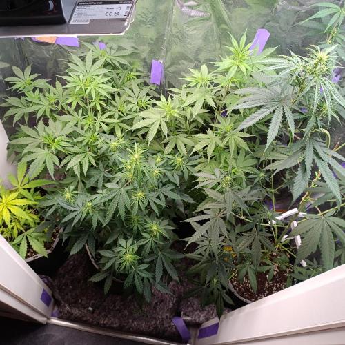 GROWBOX 4 (17.+18.+19.+20.+21.). Week 6