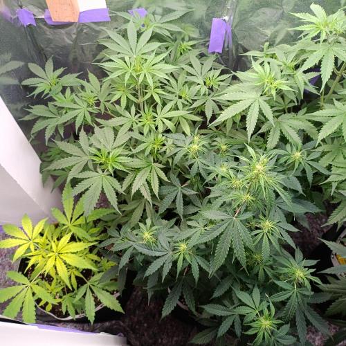GROWBOX 4 (17.+18.+19.+20.+21.). Week 6 - Tag 42