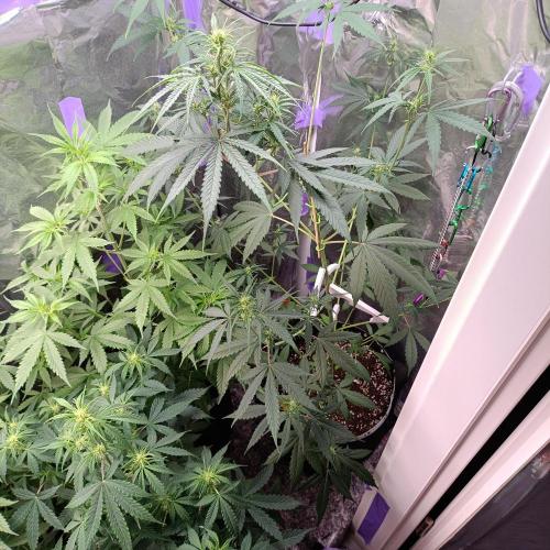 GROWBOX 4 (17.+18.+19.+20.+21.). Week 6 - Tag 42
