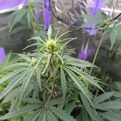 GROWBOX 4 (17.+18.+19.+20.+21.). Week 6 - Tag 42