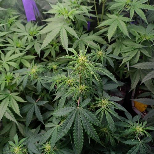 GROWBOX 4 (17.+18.+19.+20.+21.). Week 6 - Tag 42