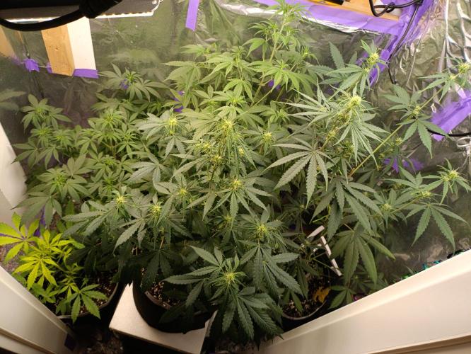 GROWBOX 4 (17.+18.+19.+20.+21.). Week 7 - Tag 44