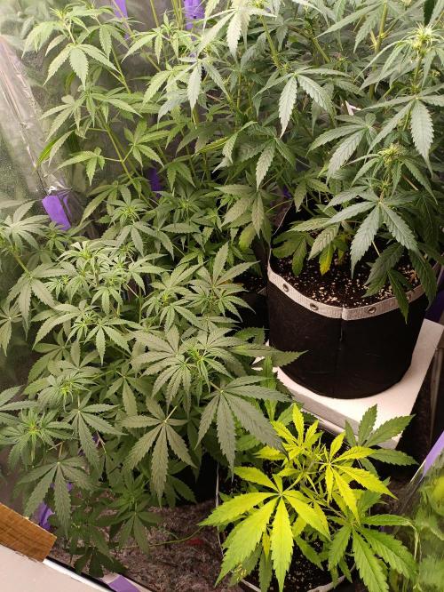 GROWBOX 4 (17.+18.+19.+20.+21.). Week 7 - Tag 44