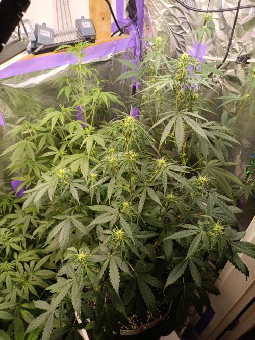 GROWBOX 4 (17.+18.+19.+20.+21.). Week 7 - Tag 44