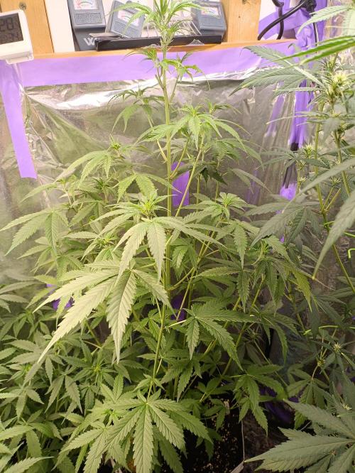 GROWBOX 4 (17.+18.+19.+20.+21.). Week 7 - Tag 44 - "17. Forbitten Fruit"