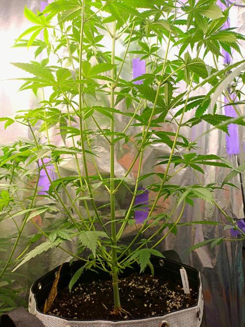 GROWBOX 4 (17.+18.+19.+20.+21.). Week 7 - Tag 44 - "17. Forbitten Fruit"