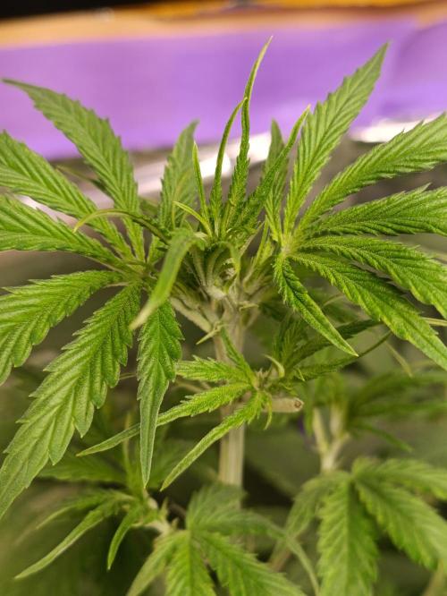 GROWBOX 4 (17.+18.+19.+20.+21.). Week 7 - Tag 44 - "17. Forbitten Fruit"