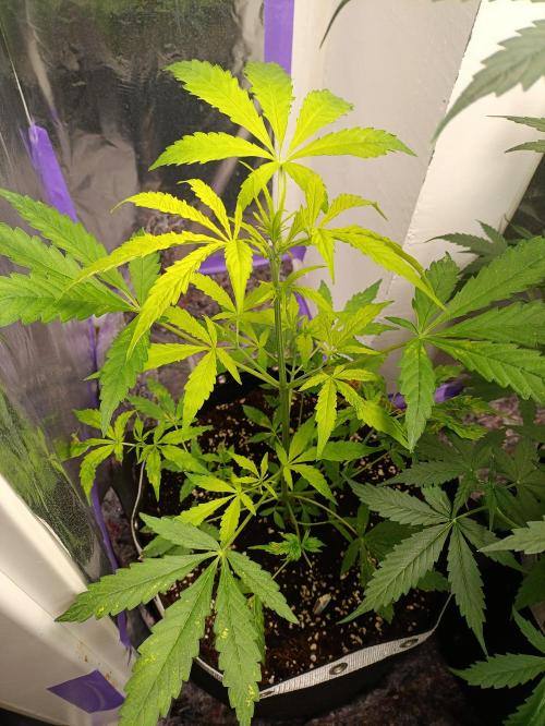 GROWBOX 4 (17.+18.+19.+20.+21.). Week 7 - Tag 44 - "18. Forbitten Fruit"