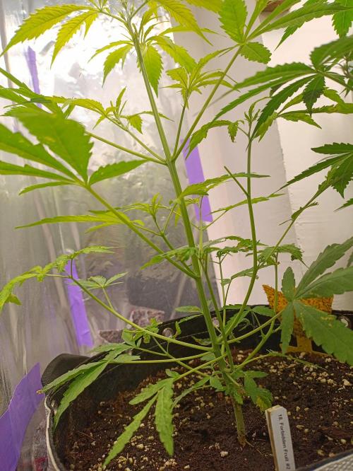 GROWBOX 4 (17.+18.+19.+20.+21.). Week 7 - Tag 44 - "18. Forbitten Fruit"