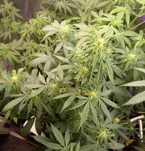 GROWBOX 4 (17.+18.+19.+20.+21.). Week 7 - Tag 44 - "19. Gelato"