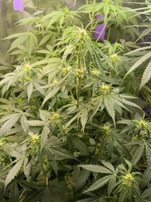 GROWBOX 4 (17.+18.+19.+20.+21.). Week 7 - Tag 44 - "19. Gelato"