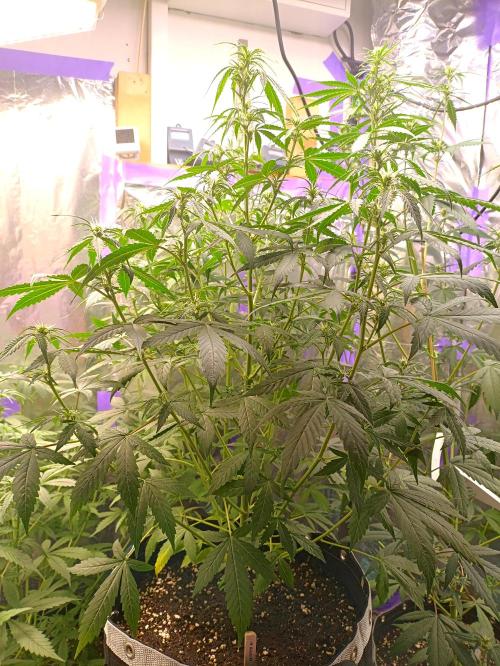 GROWBOX 4 (17.+18.+19.+20.+21.). Week 7 - Tag 44 - "19. Gelato"