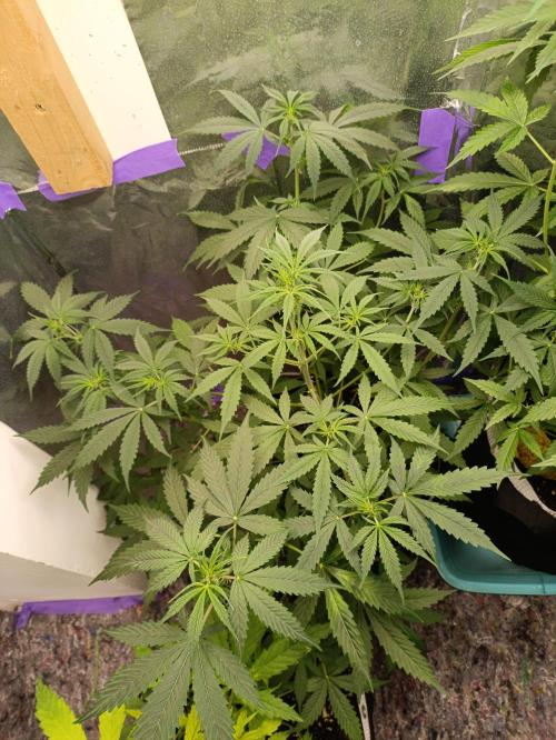 GROWBOX 4 (17.+18.+19.+20.+21.). Week 7 - Tag 44 - "20. Gelato"