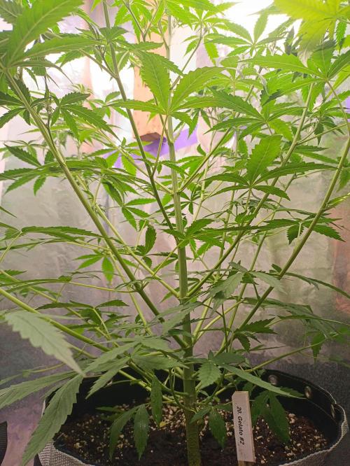 GROWBOX 4 (17.+18.+19.+20.+21.). Week 7 - Tag 44 - "20. Gelato"