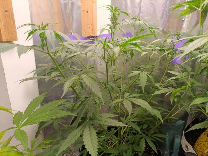 GROWBOX 4 (17.+18.+19.+20.+21.). Week 7 - Tag 44 - "20. Gelato"
