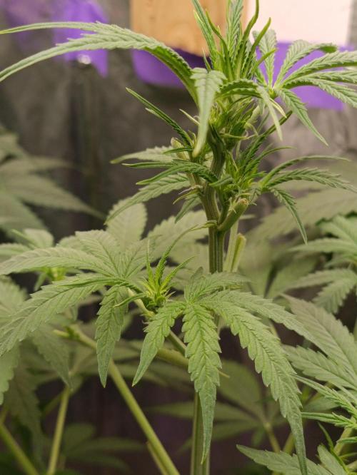 GROWBOX 4 (17.+18.+19.+20.+21.). Week 7 - Tag 44 - "20. Gelato"