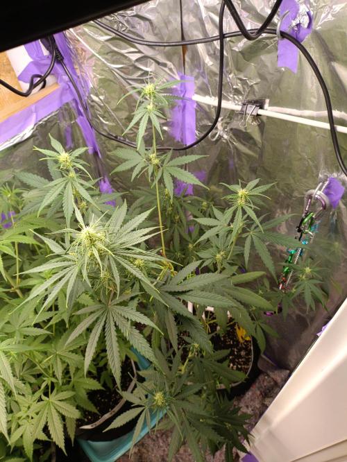 GROWBOX 4 (17.+18.+19.+20.+21.). Week 7 - Tag 44 - "22. 42 Gelato"